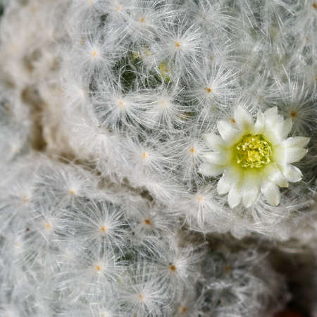 close up cactus with pink flowersの写真素材