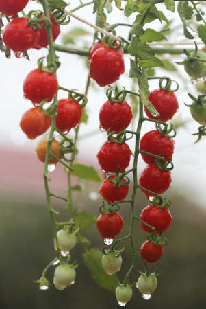 close up fresh and wet red cherry tomato in gardenの写真素材