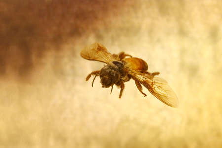 close up bee and honey, honeycombの写真素材