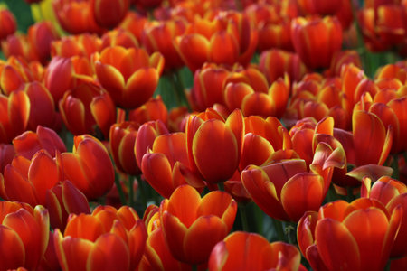 close up colorful tulips in garden