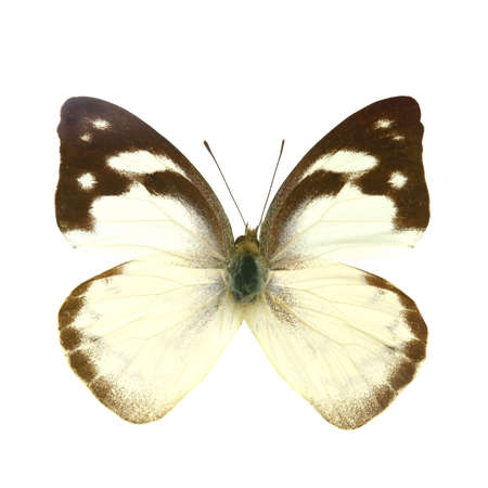 colorful butterfly isolated on white backgroundの写真素材