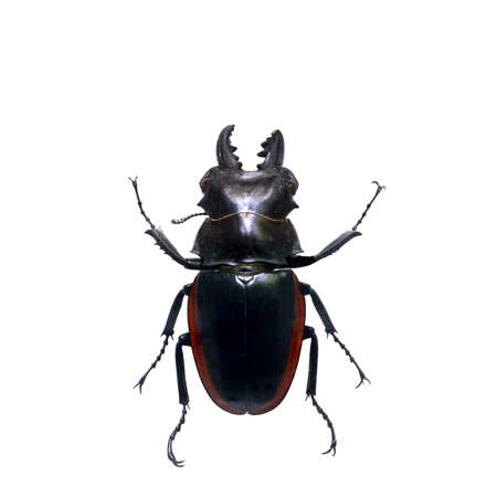 amazing beetle isolated on white backgroundの写真素材