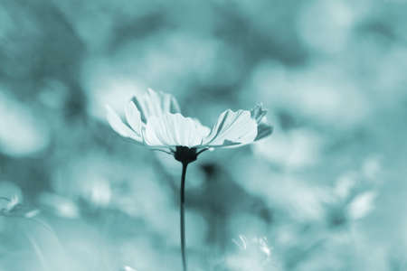 macro bee pollinated on deep purple cosmos flowerの写真素材