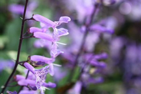 close up macro purple grass flower in garden