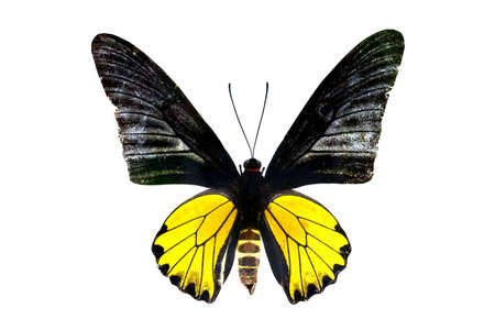 colorful butterfly isolated on white backgroundの写真素材