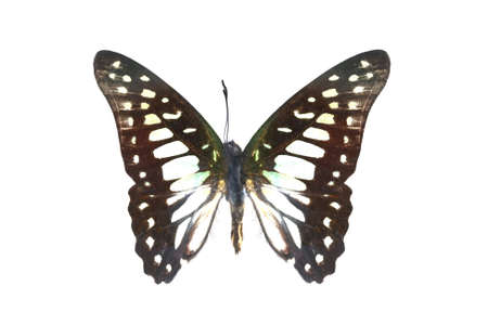 colorful butterfly isolated on white backgroundの写真素材