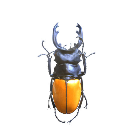 amazing beetle isolated on white background