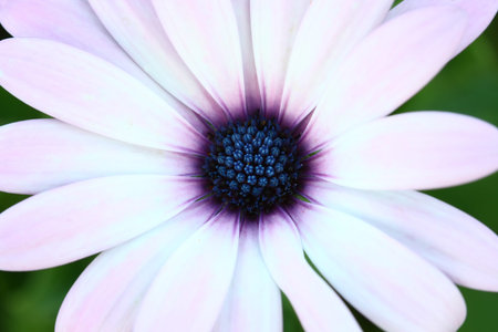 macro bee pollinated on deep purple cosmos flower