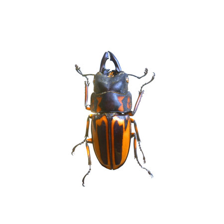 amazing beetle isolated on white background
