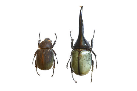 amazing beetle isolated on white background