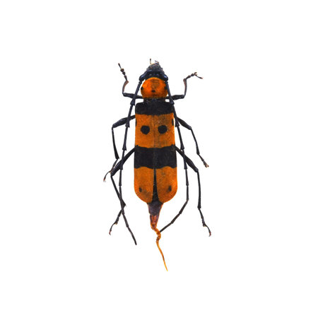 amazing beetle isolated on white background