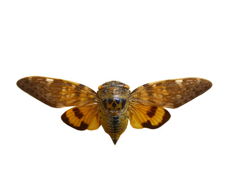 colorful cicada isolated on white background in Thailandの写真素材