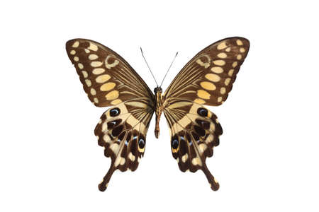 colorful butterfly isolated on white backgroundの写真素材