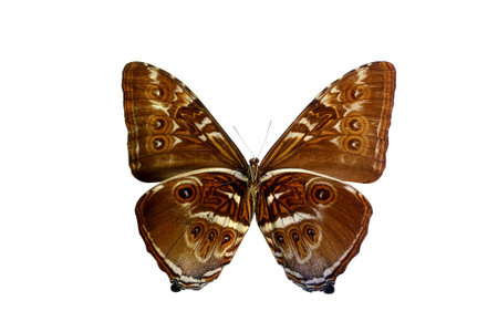 colorful butterfly isolated on white background