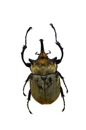 amazing beetle isolated on white backgroundの写真素材
