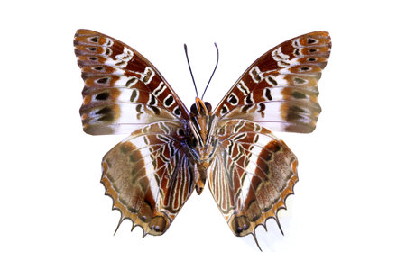 colorful butterfly isolated on white background