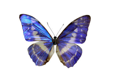 colorful butterfly isolated on white backgroundの写真素材