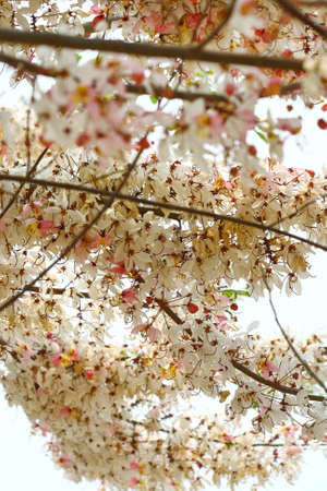 close up pink purple blossom flower, Thailandの写真素材