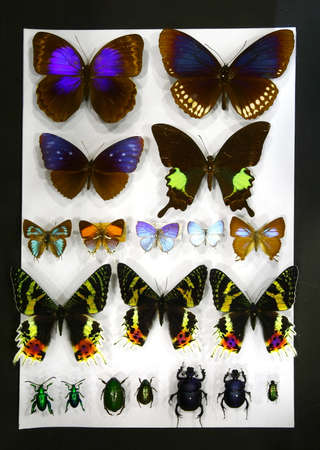 colorful butterfly isolated on white backgroundの写真素材