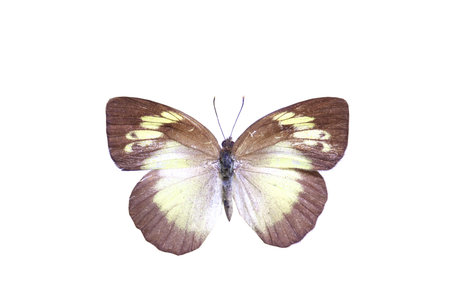 colorful butterfly isolated on white background