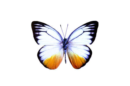 colorful butterfly isolated on white backgroundの写真素材