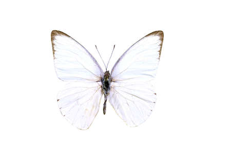 colorful butterfly isolated on white backgroundの写真素材