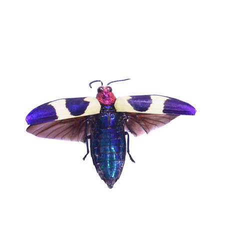 amazing beetle isolated on white backgroundの写真素材
