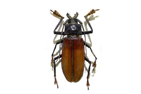 amazing beetle isolated on white background
