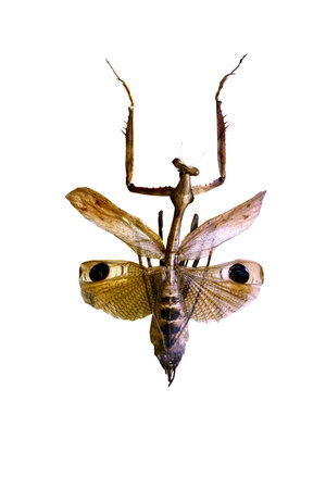 big amazing grasshopper isolated on white background