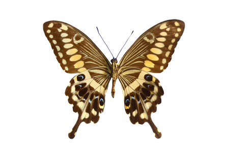 colorful butterfly isolated on white backgroundの写真素材