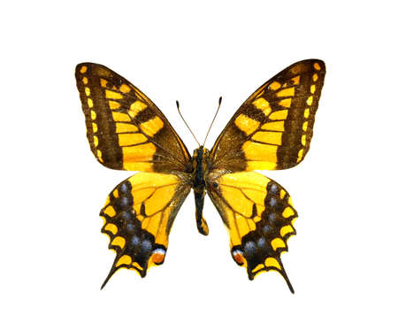 colorful butterfly isolated on white backgroundの写真素材