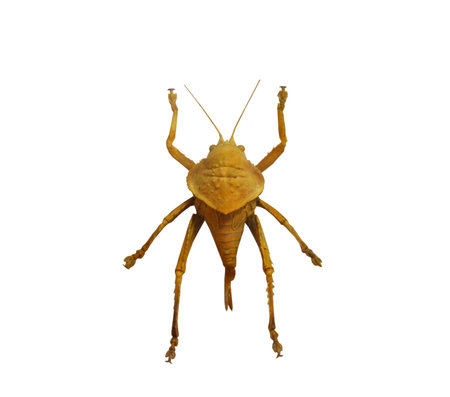 Close up Hemiptera , insect isolated on white backgroundの写真素材