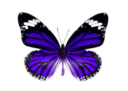 colorful butterfly isolated on white backgroundの写真素材