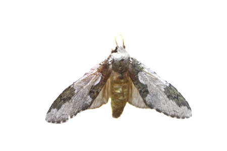 colorful butterfly isolated on white backgroundの写真素材