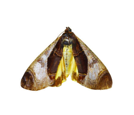 colorful butterfly isolated on white backgroundの写真素材