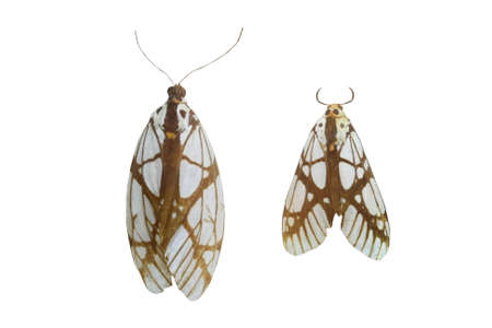 colorful butterfly isolated on white backgroundの写真素材