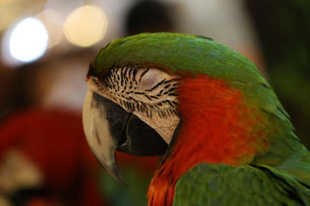 parrot bird, Beautiful macaws birdの写真素材