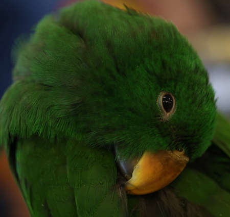 closeup green parrot headの写真素材