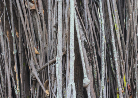 big tree root backgroundの写真素材