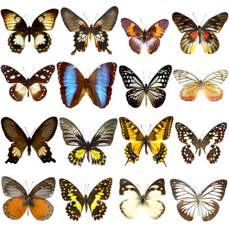 Collection of beautiful tropical butterflies isolated on white backgroundの写真素材