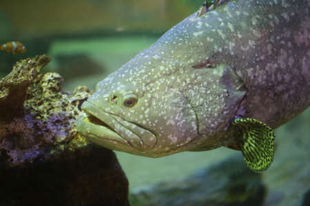 closeup grouper fishの写真素材