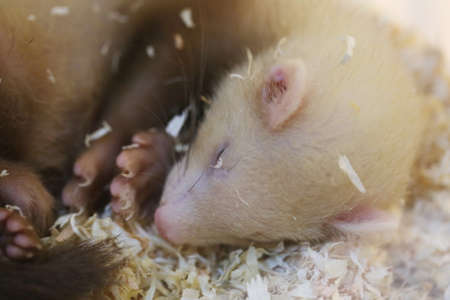 closeup baby weaselの写真素材
