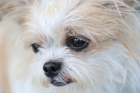 closeup of dog noseの写真素材