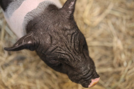 Closeup black pink pig in farm