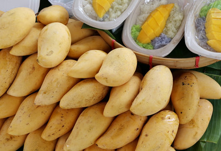 Thai dessert, Fresh Mango with sticky riceの写真素材