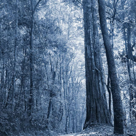 dark rain forest at night, Thailandの写真素材