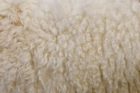 sheep wool texture background