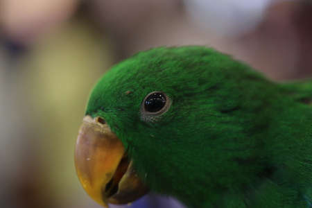 closeup green parrot headの写真素材
