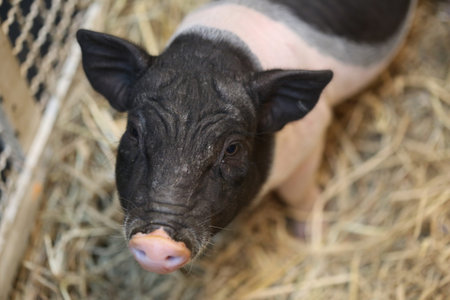 Closeup black pink pig in farmの写真素材