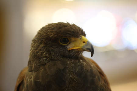 closeup brown eagle eyeの写真素材